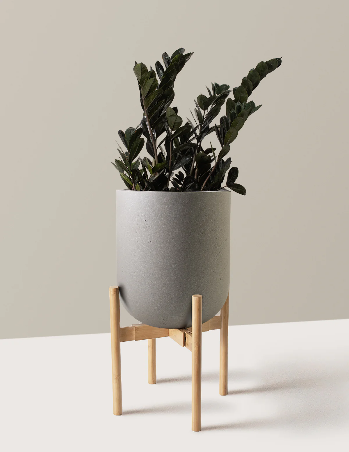 Black ZZ Plant - Image 54