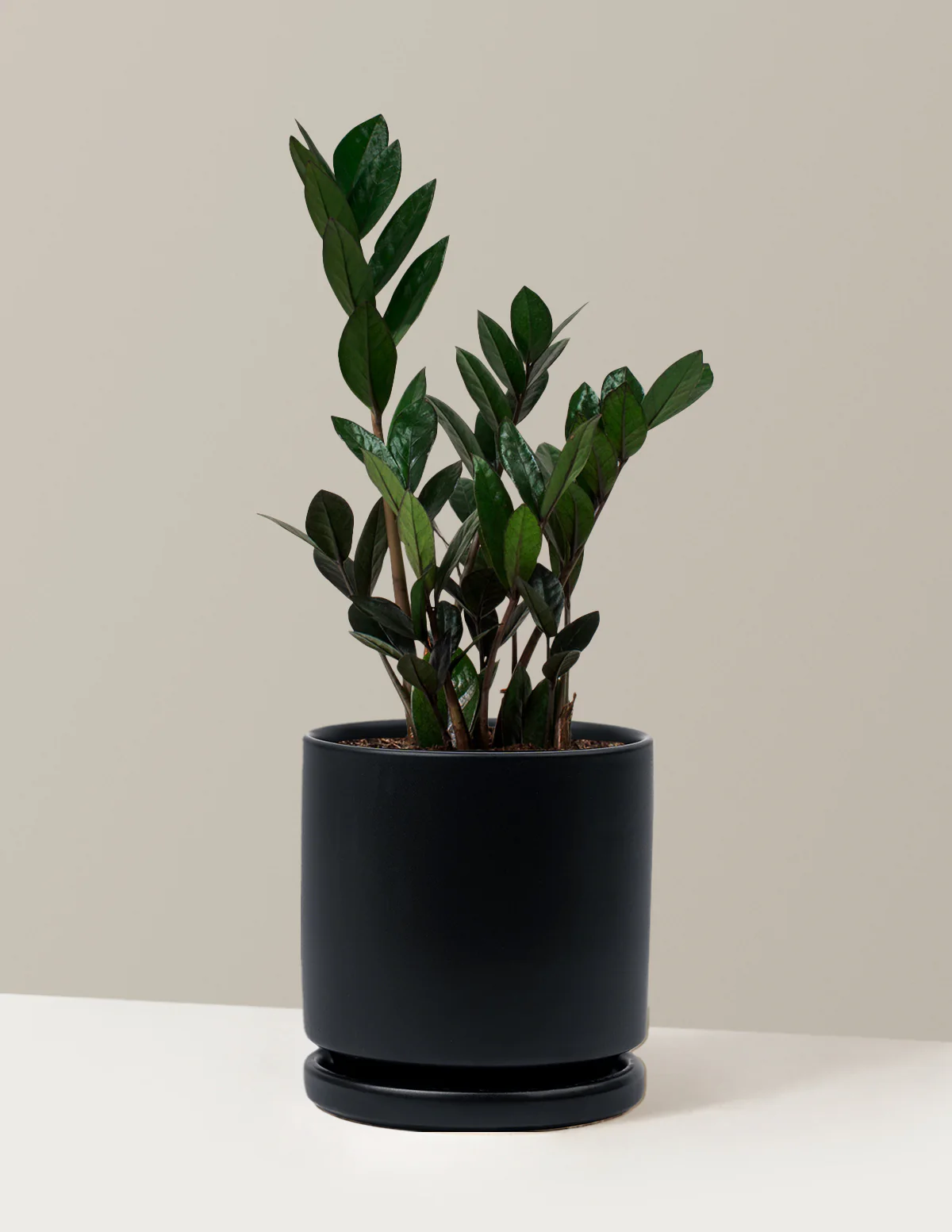 Black ZZ Plant - Image 58