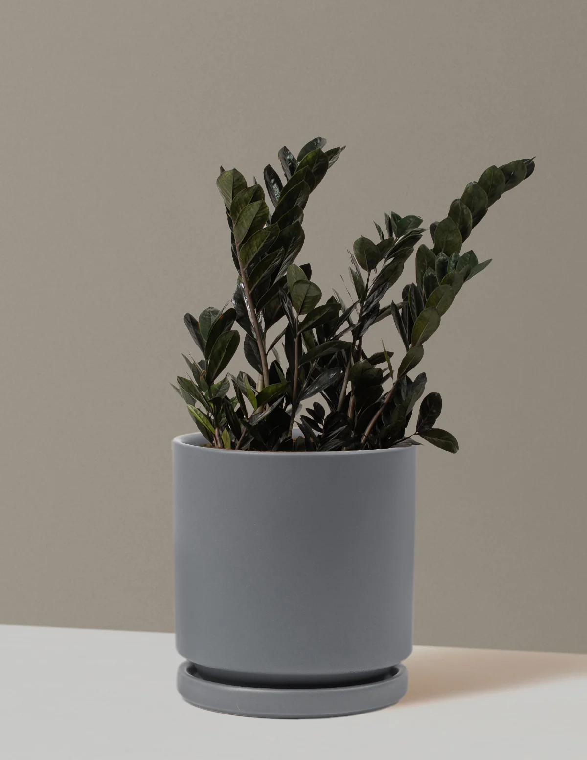 Black ZZ Plant - Image 62
