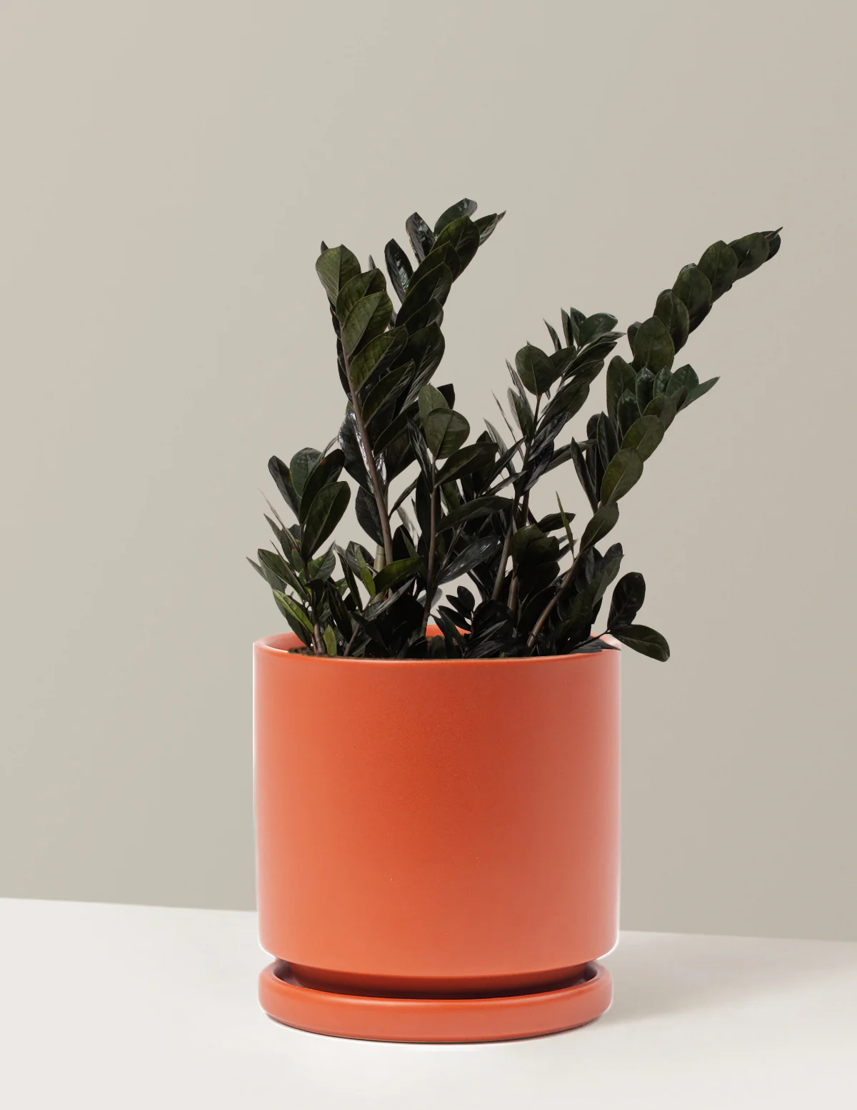 Black ZZ Plant - Image 67