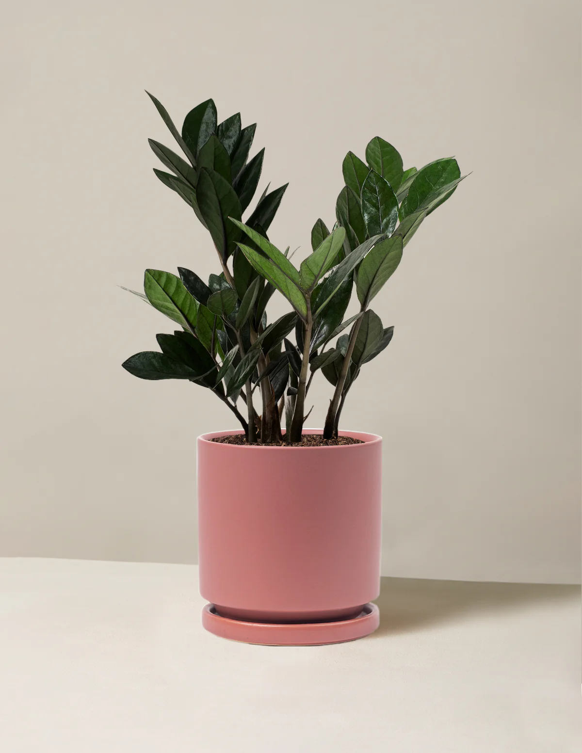 Black ZZ Plant - Image 7