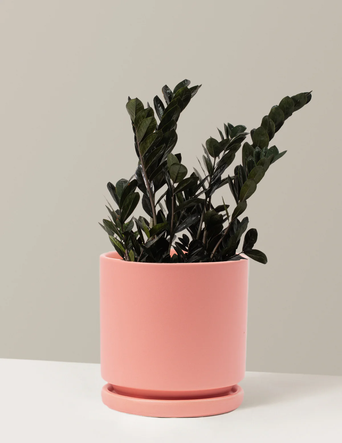 Black ZZ Plant - Image 9