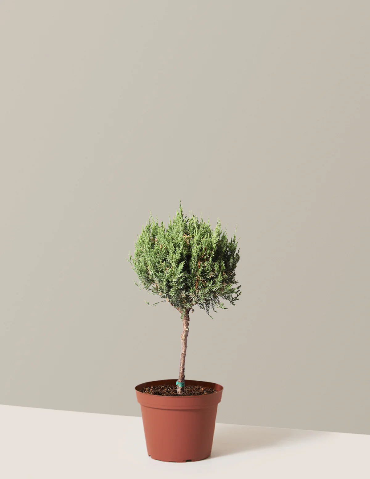 Blue Point Juniper Topiary Tree - Image 5
