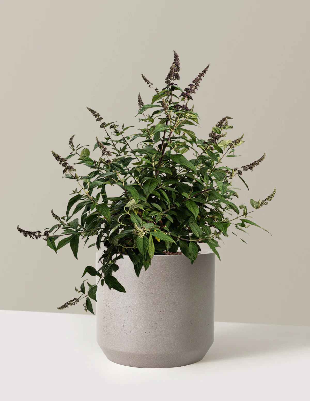 Blueberry Pie™ Butterfly Bush