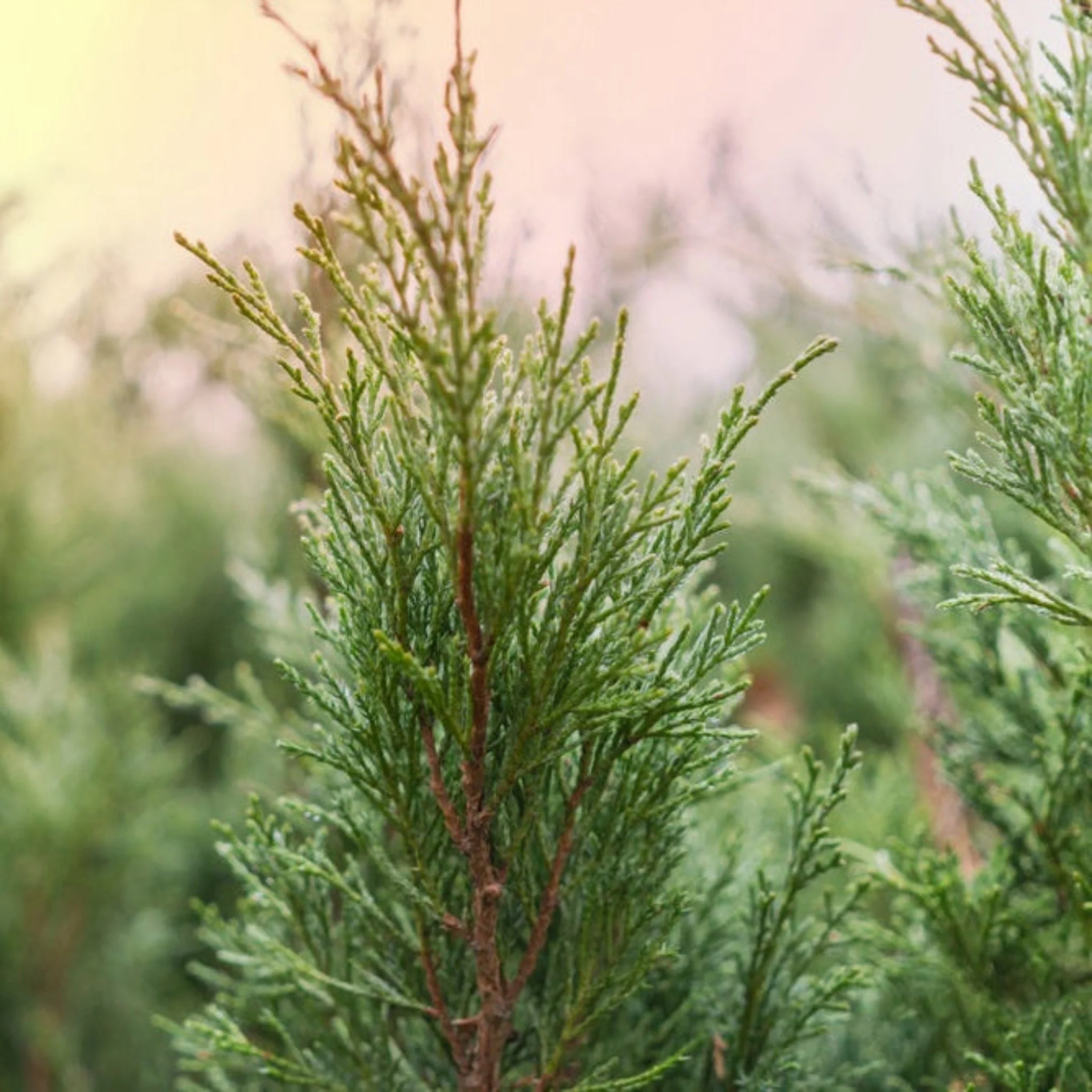 Brodie Eastern Red Cedar - Image 5