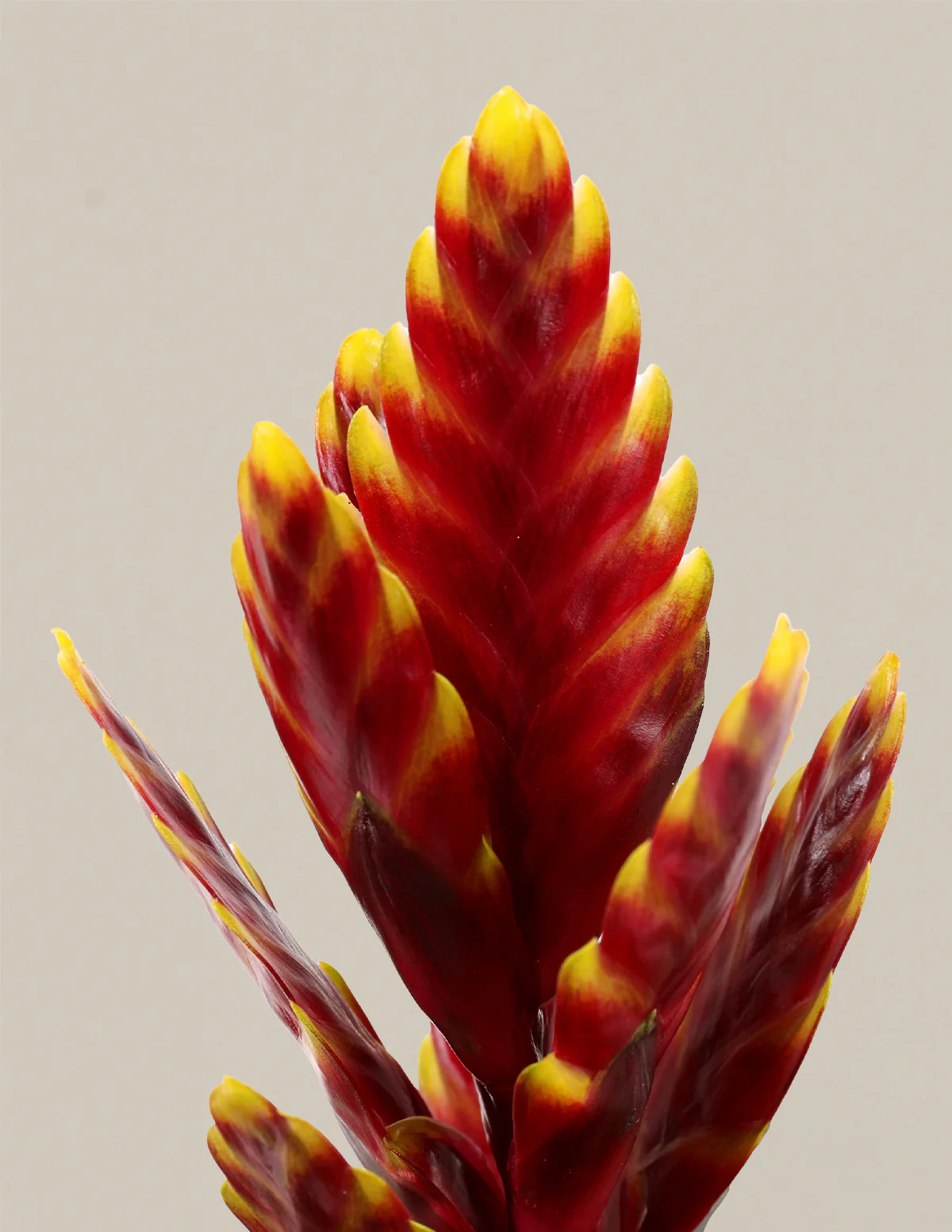 Bromeliad Assortment - Image 5