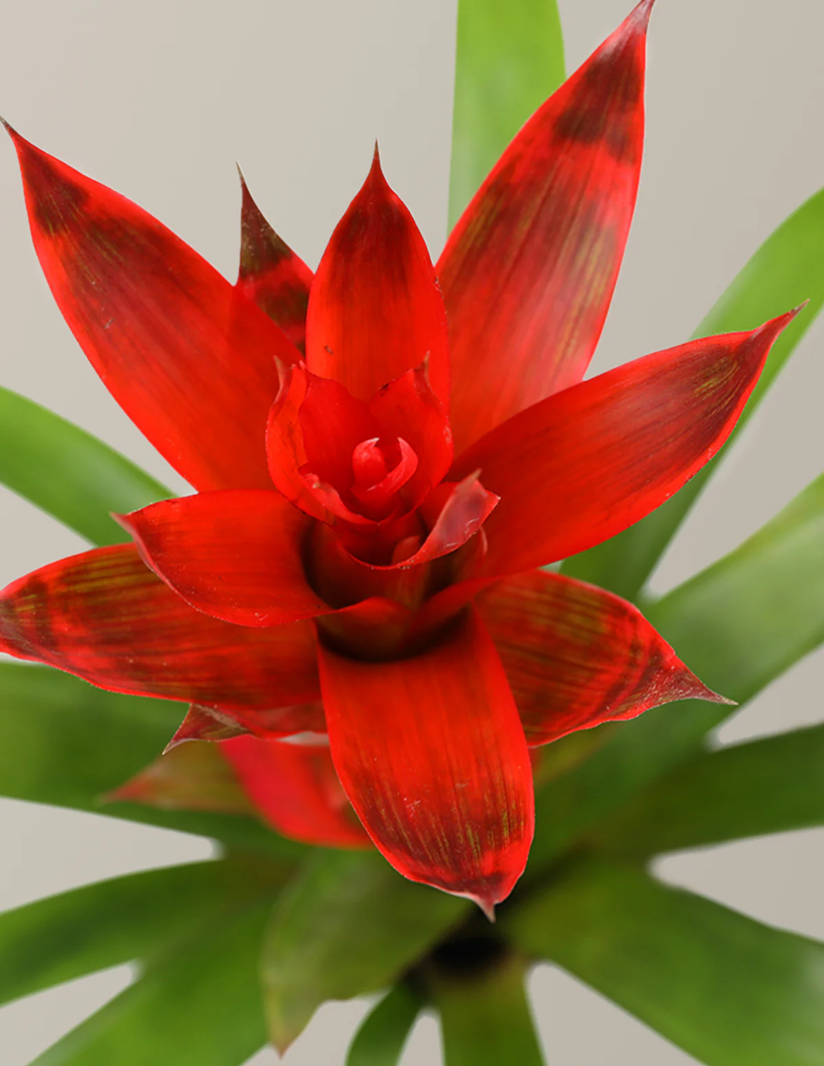 Bromeliad Red Guzmania Hope - Image 5