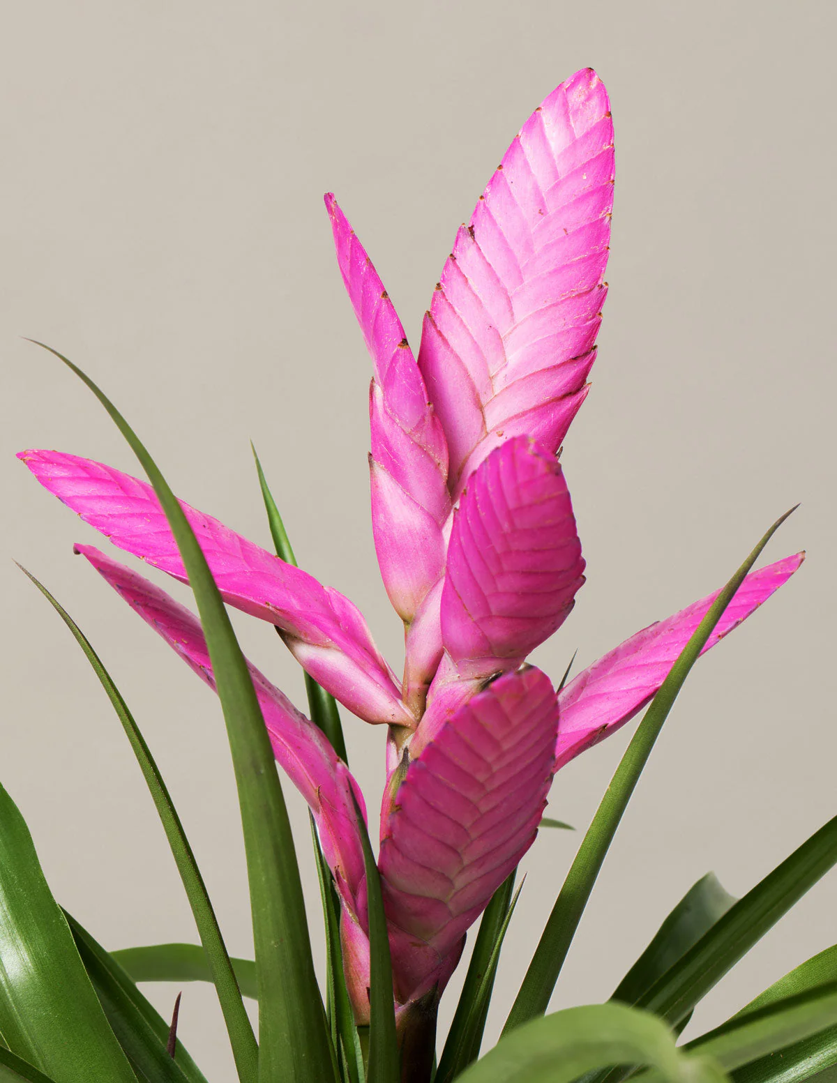 Bromeliad Antonio Pink - Image 3
