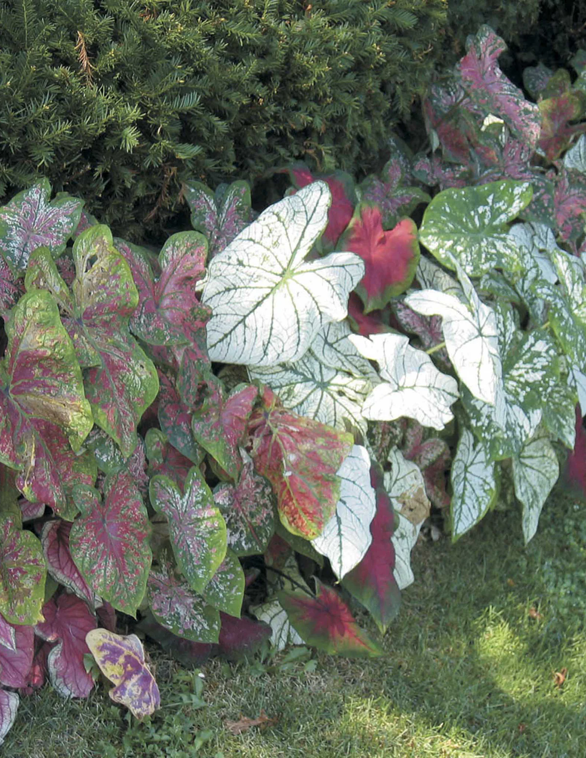 Caladium Bulbs Mix - Image 3