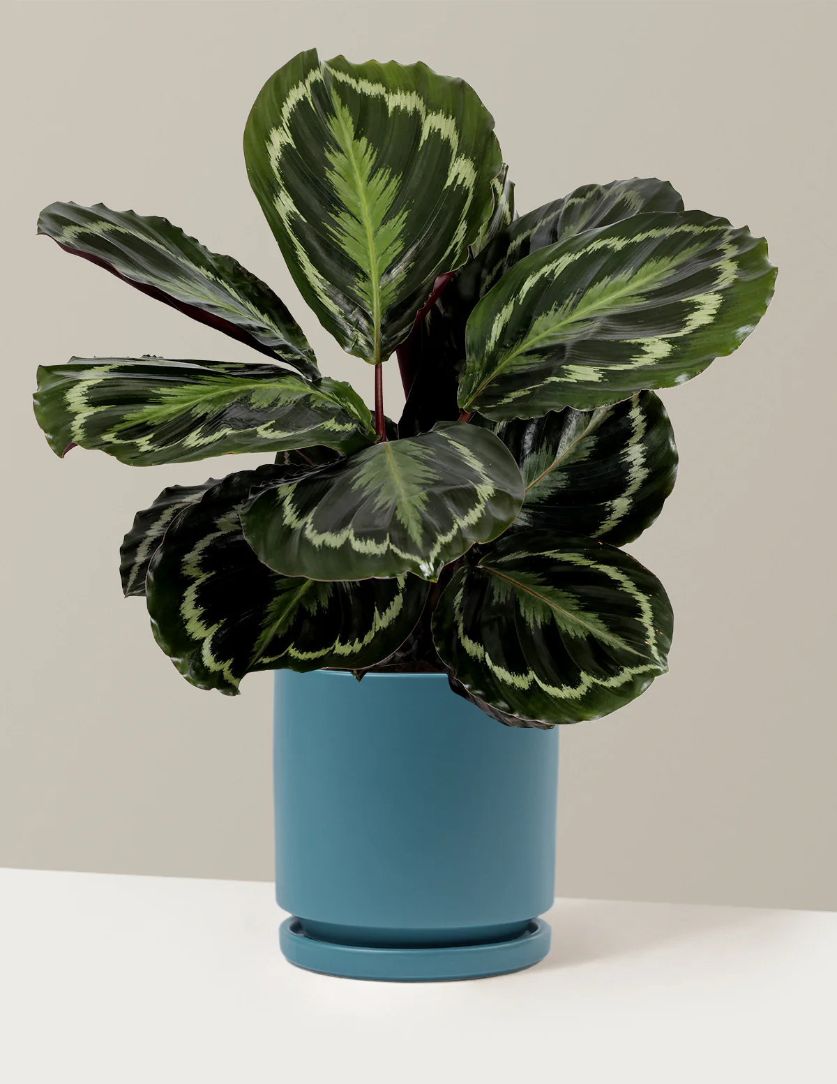 Calathea Medallion - Image 18