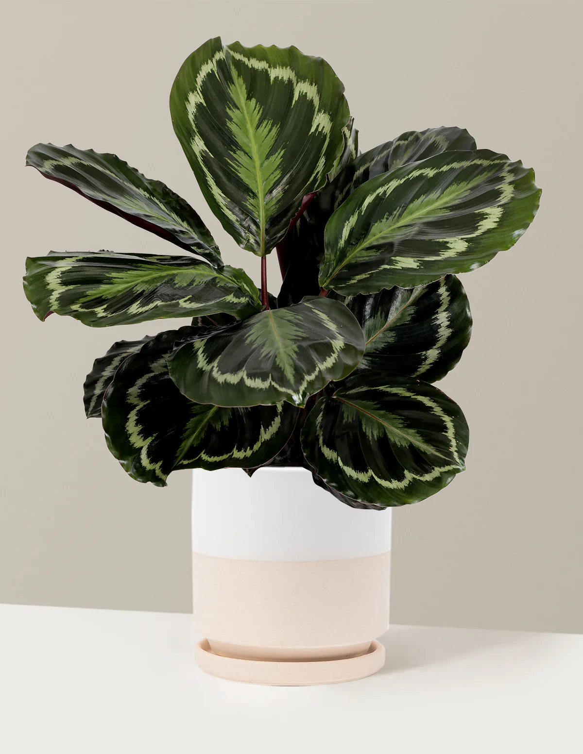 Calathea Medallion - Image 25