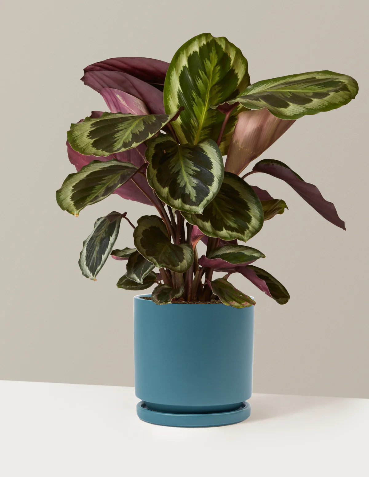 Calathea Medallion - Image 28