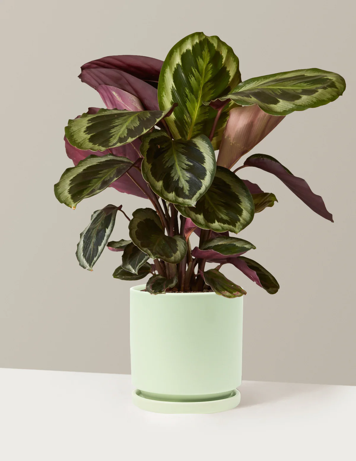 Calathea Medallion - Image 35