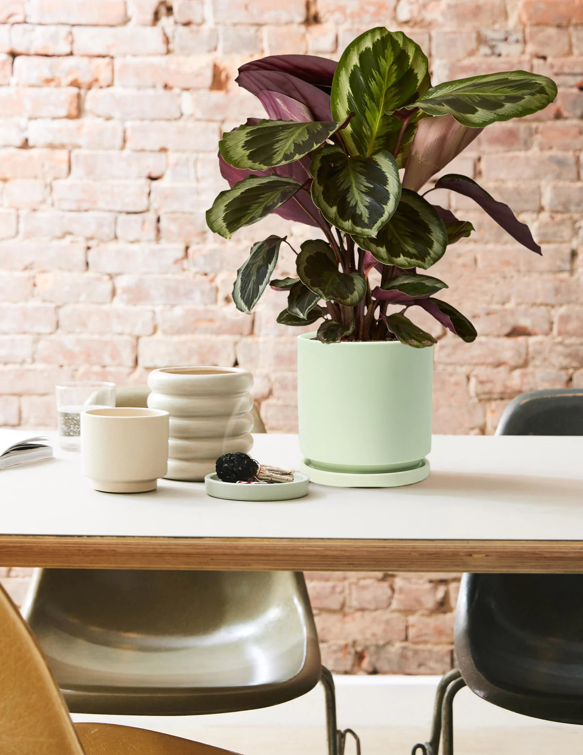 Calathea Medallion - Image 6
