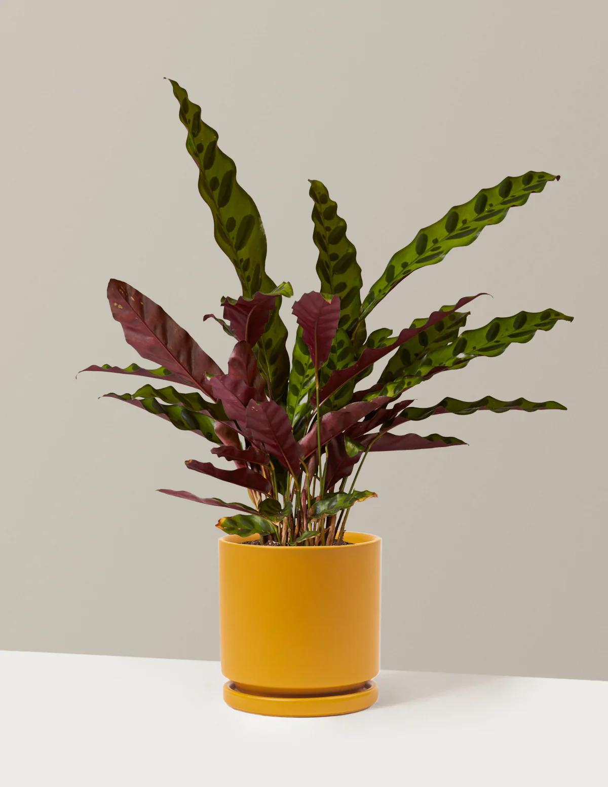 Calathea Rattlesnake - Image 11