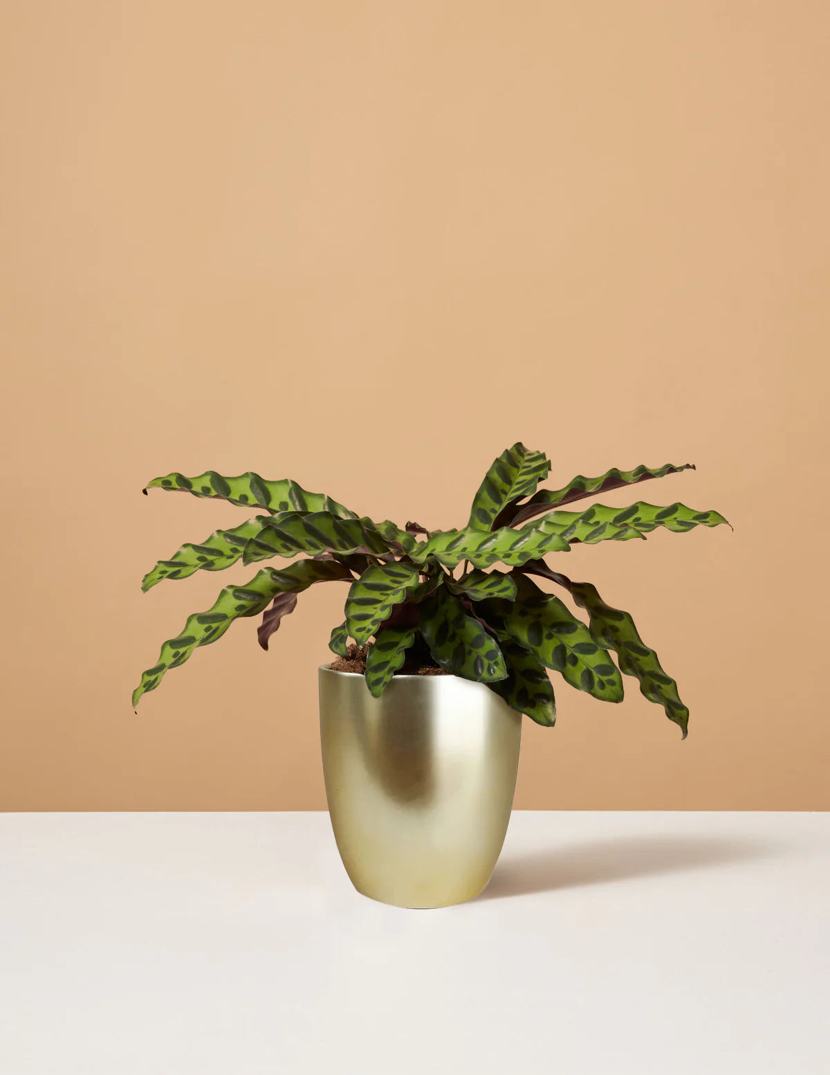 Calathea Rattlesnake - Image 12