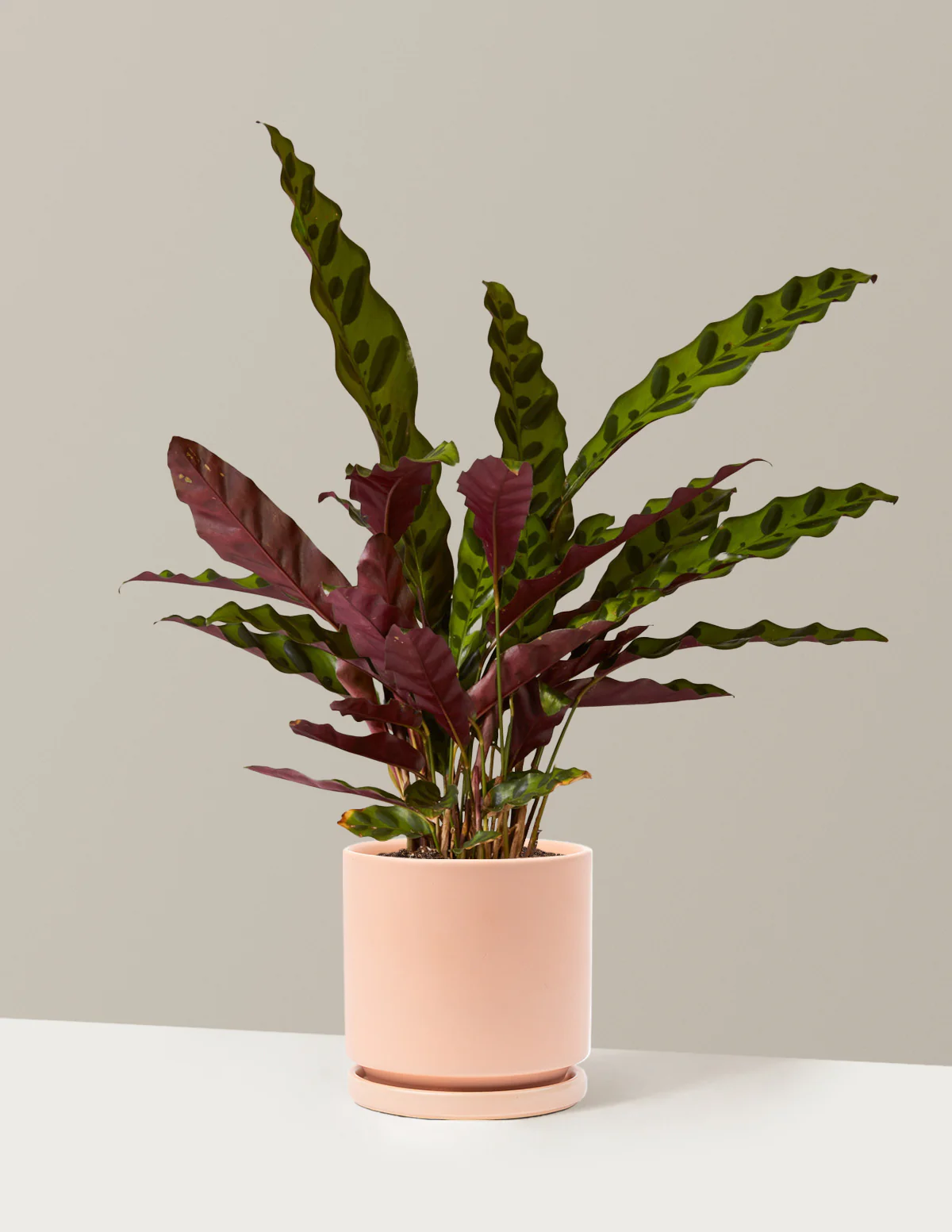 Calathea Rattlesnake - Image 17