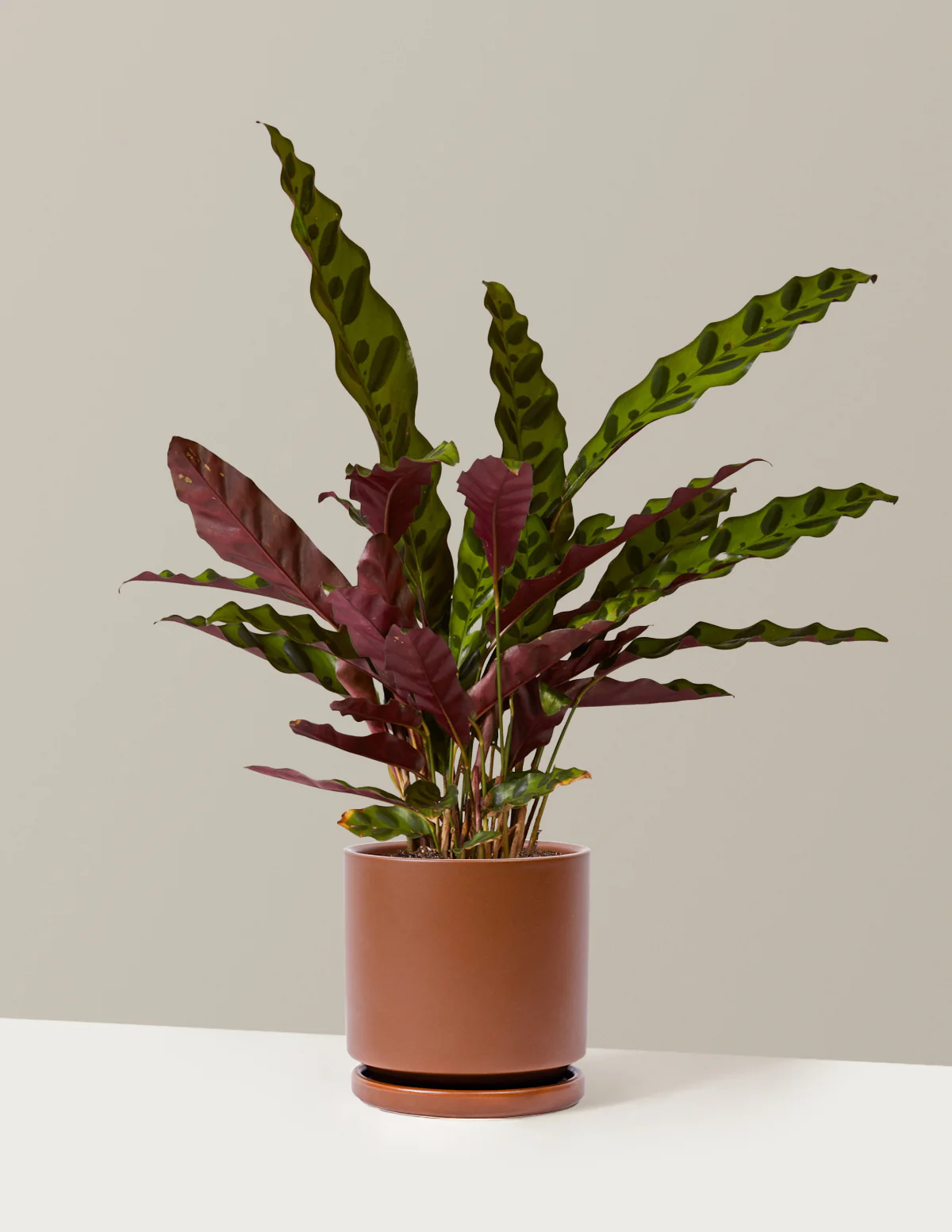 Calathea Rattlesnake - Image 18