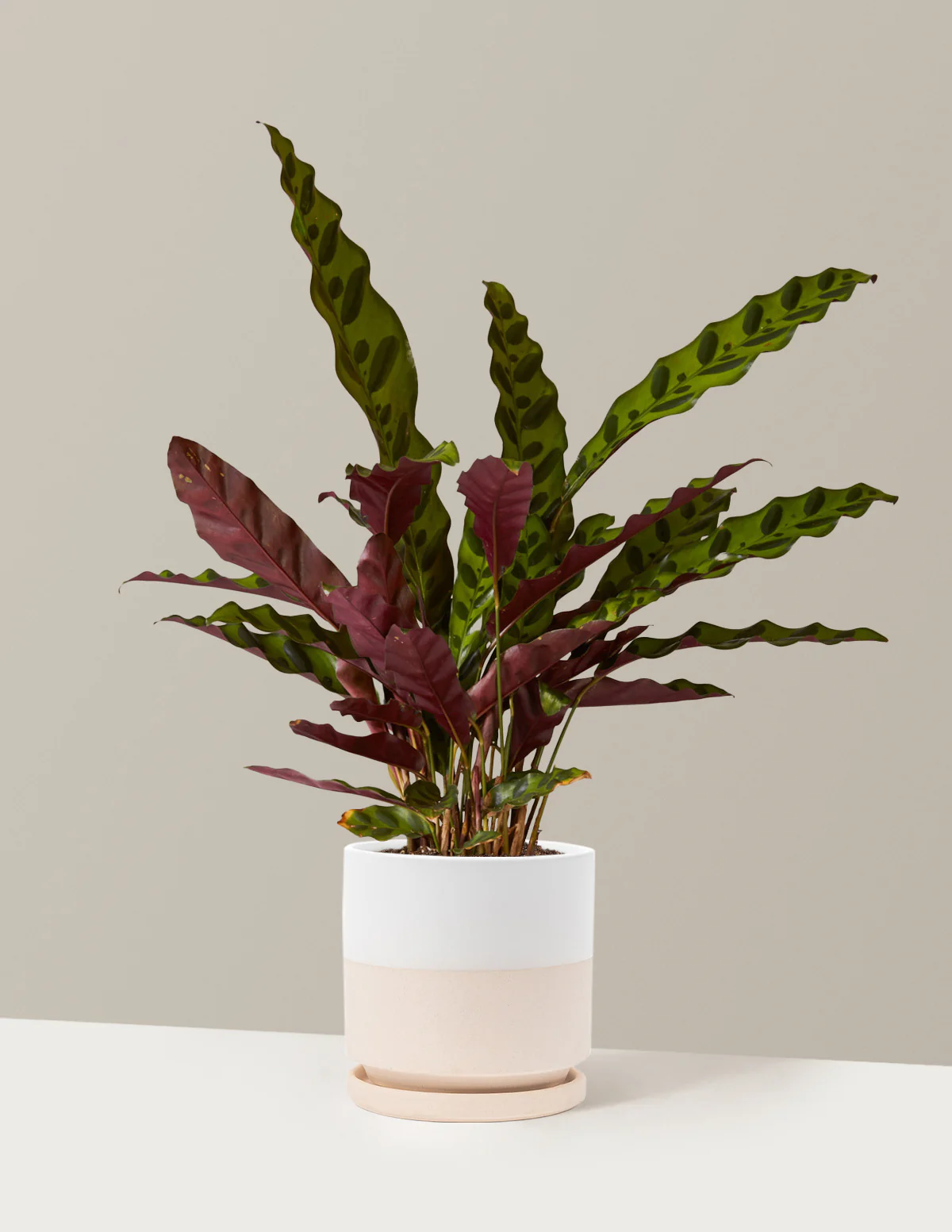 Calathea Rattlesnake - Image 24