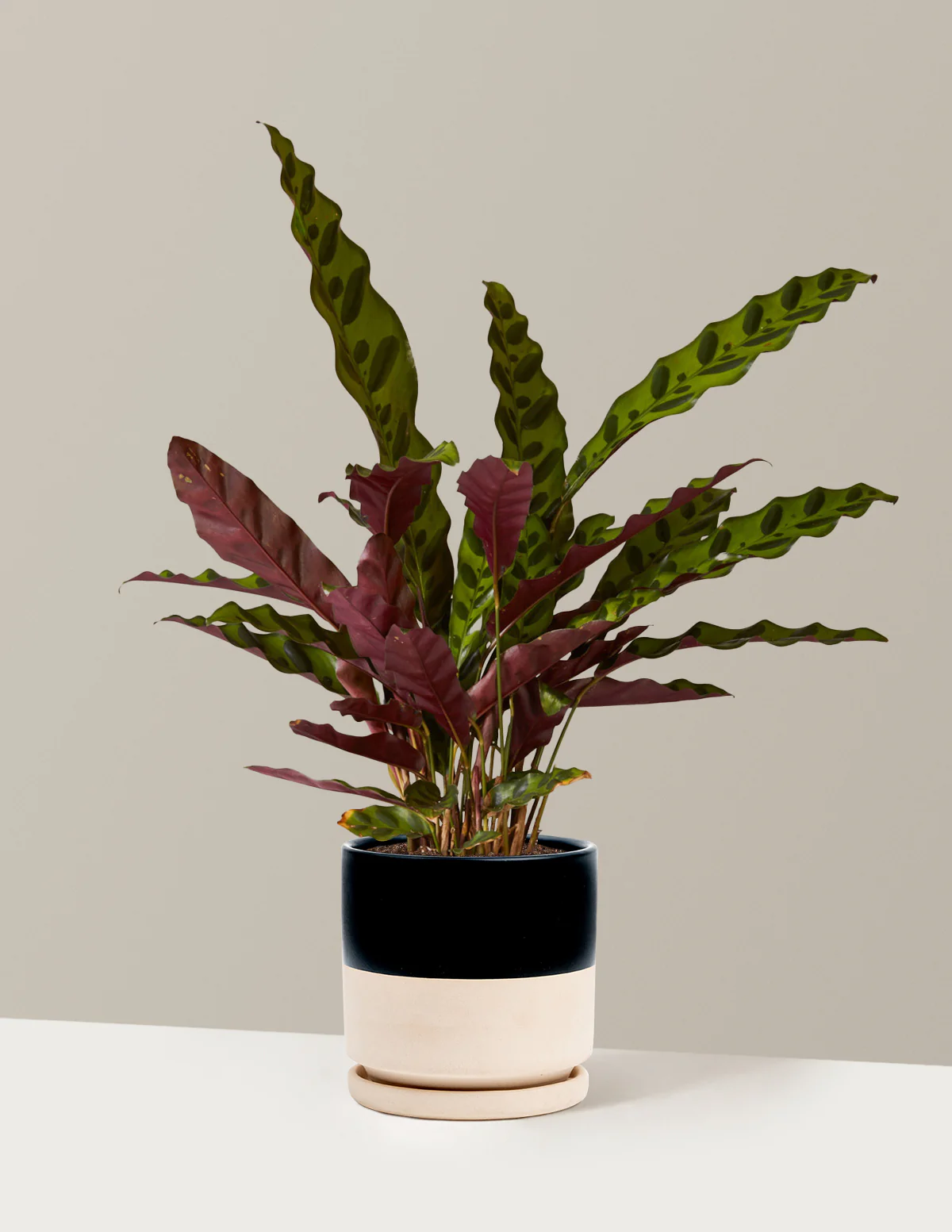Calathea Rattlesnake - Image 25