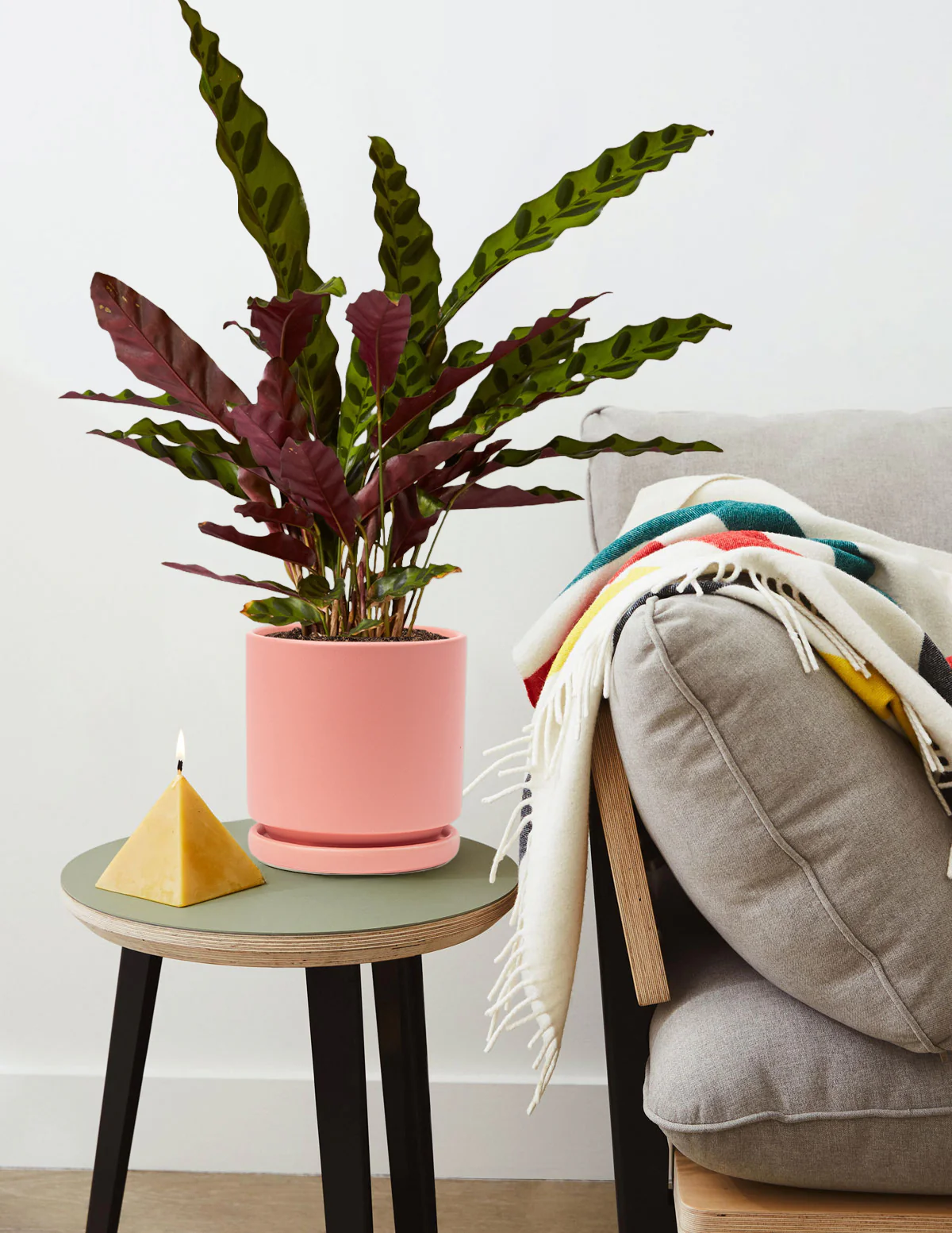 Calathea Rattlesnake - Image 4