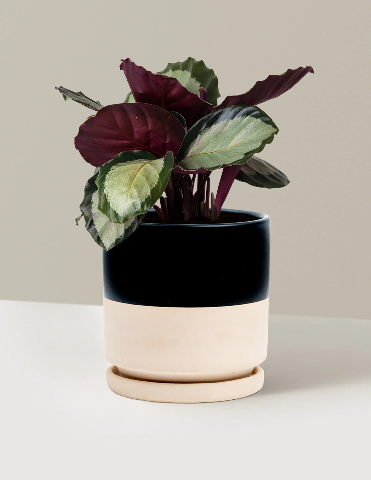 Calathea Rosy - Image 19