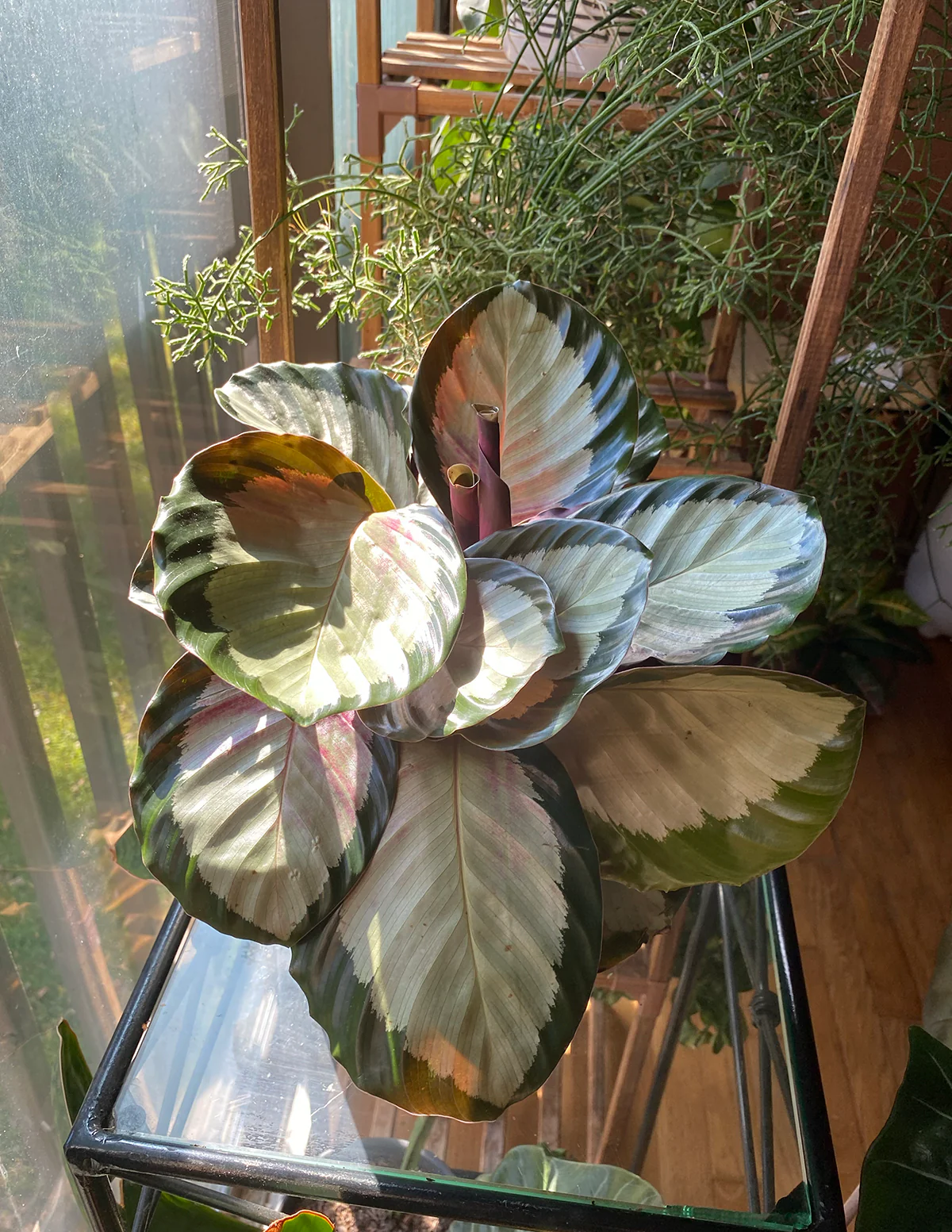 Calathea Rosy - Image 4