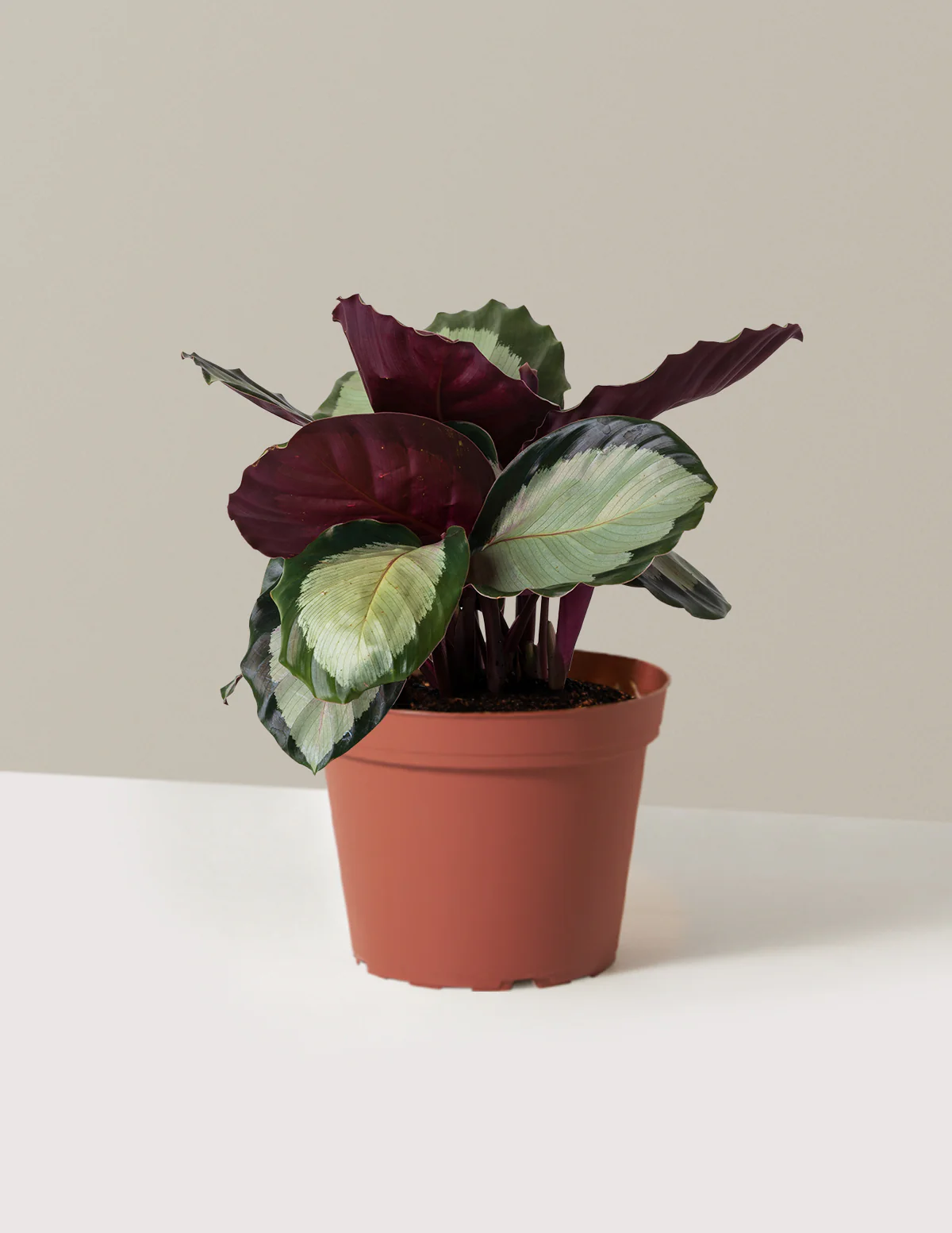 Calathea Rosy - Image 9