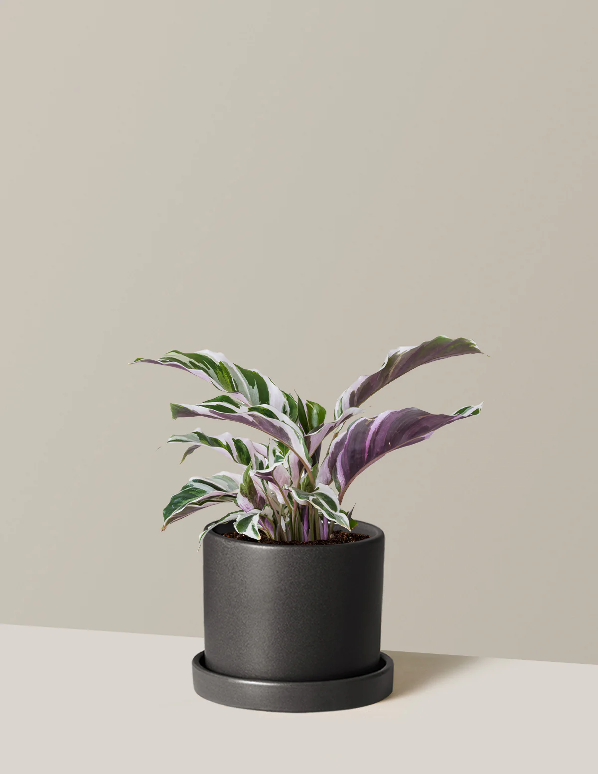 Calathea White Fusion - Image 21