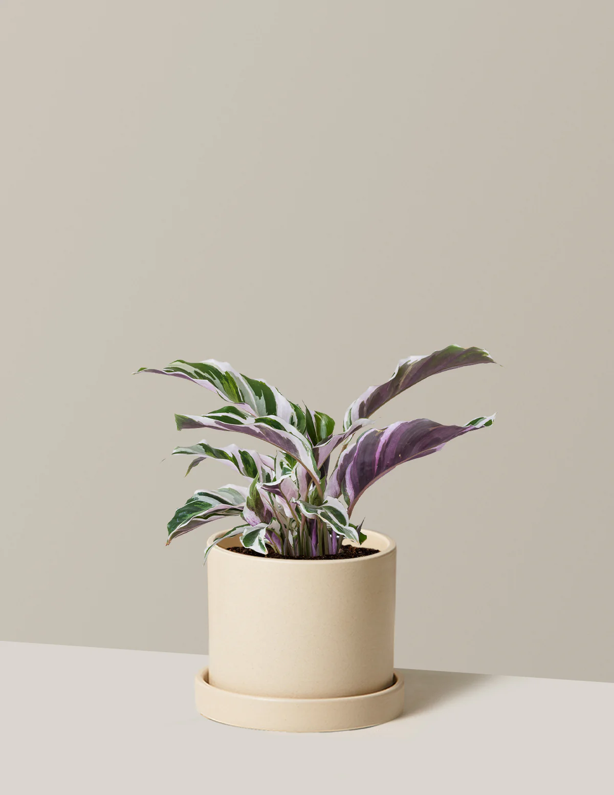 Calathea White Fusion - Image 22