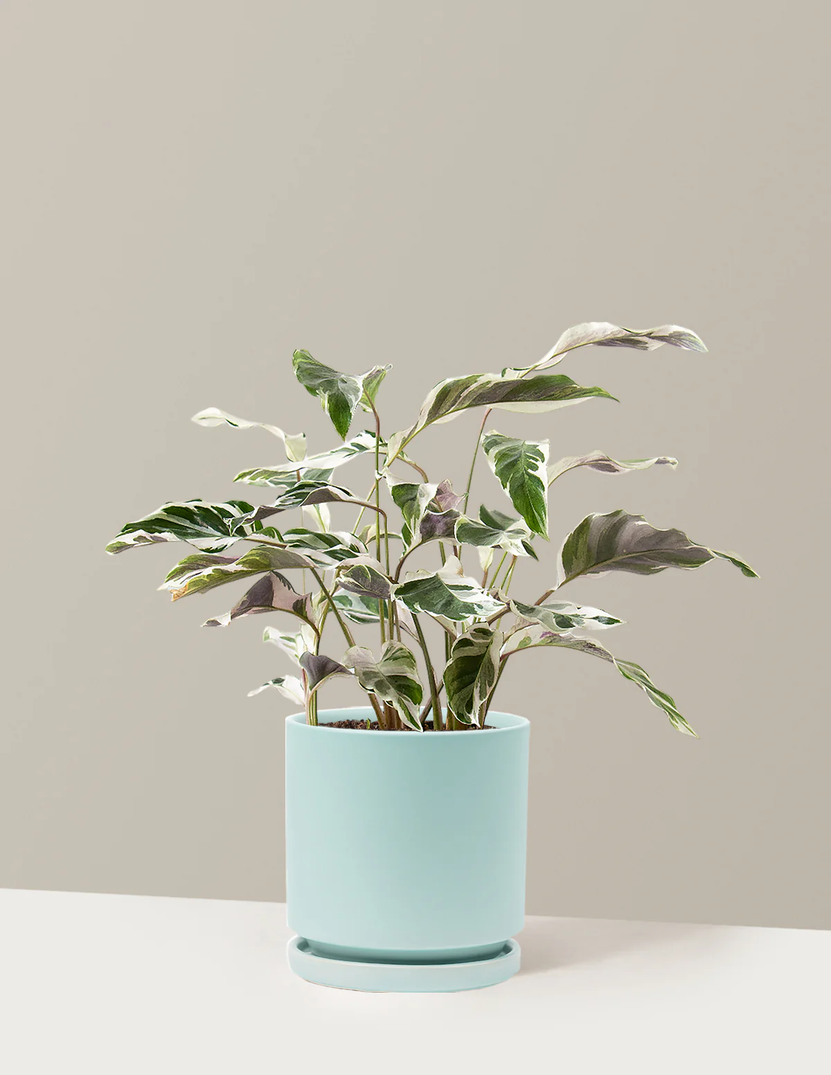 Calathea White Fusion - Image 26