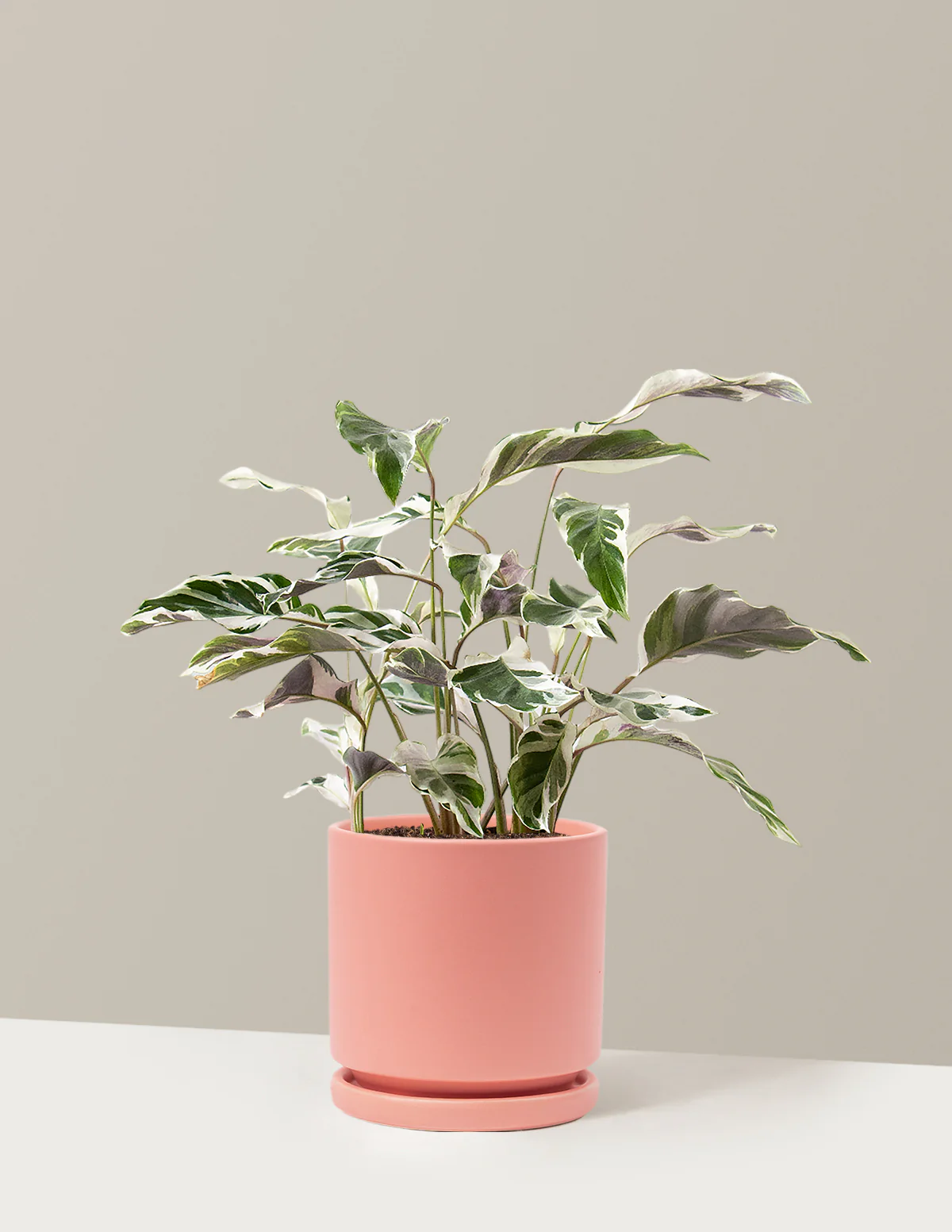 Calathea White Fusion - Image 28
