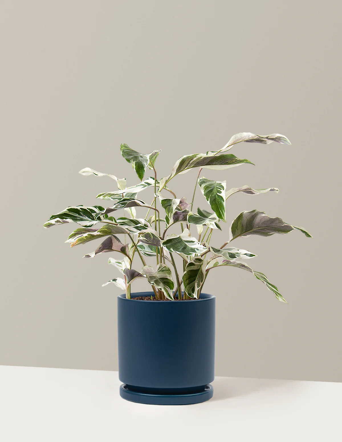 Calathea White Fusion - Image 35