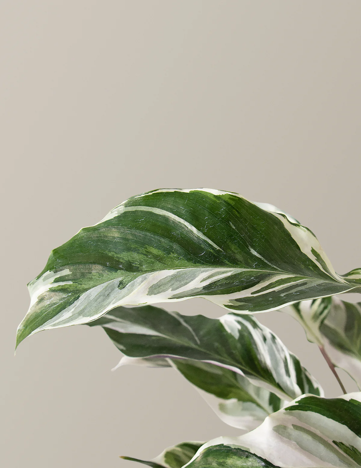 Calathea White Fusion - Image 5