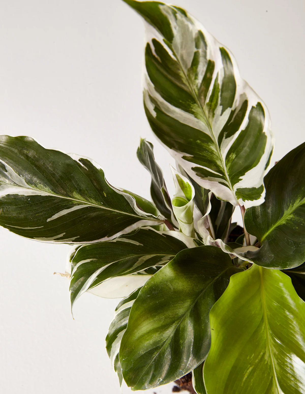 Calathea White Fusion - Image 8