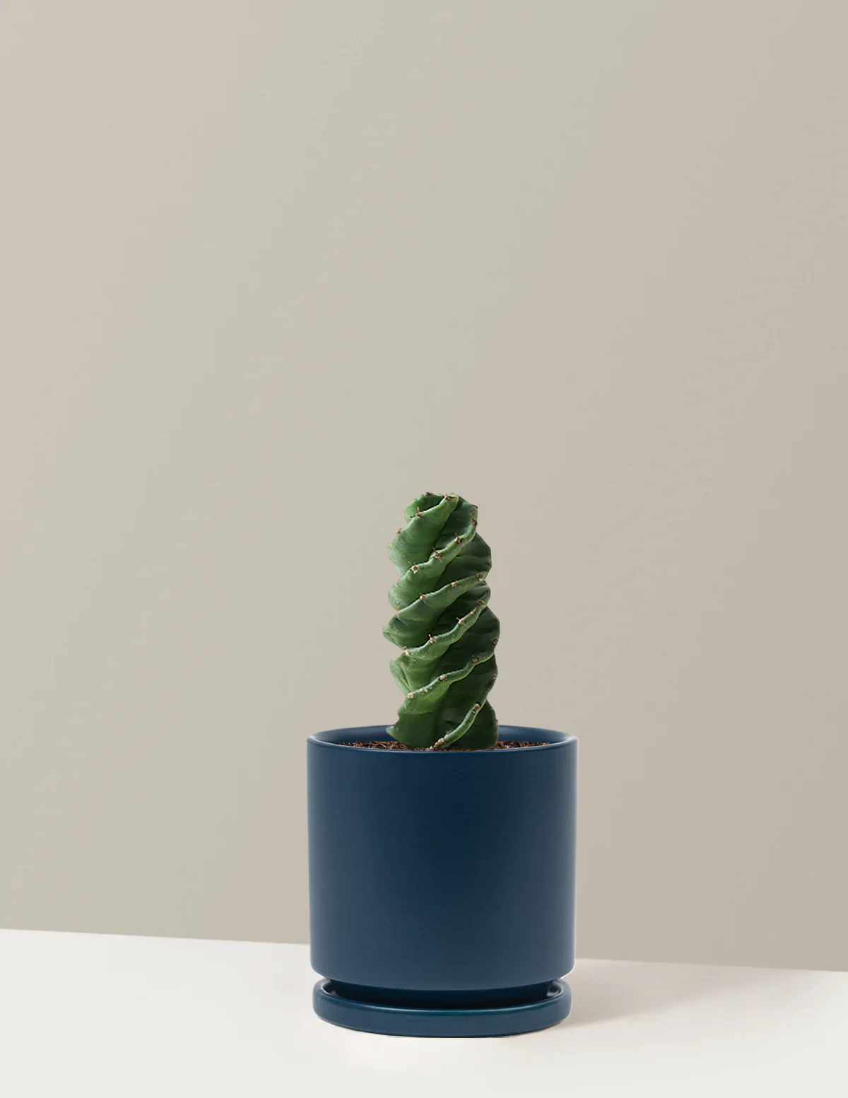 Spiral Cactus - Image 21