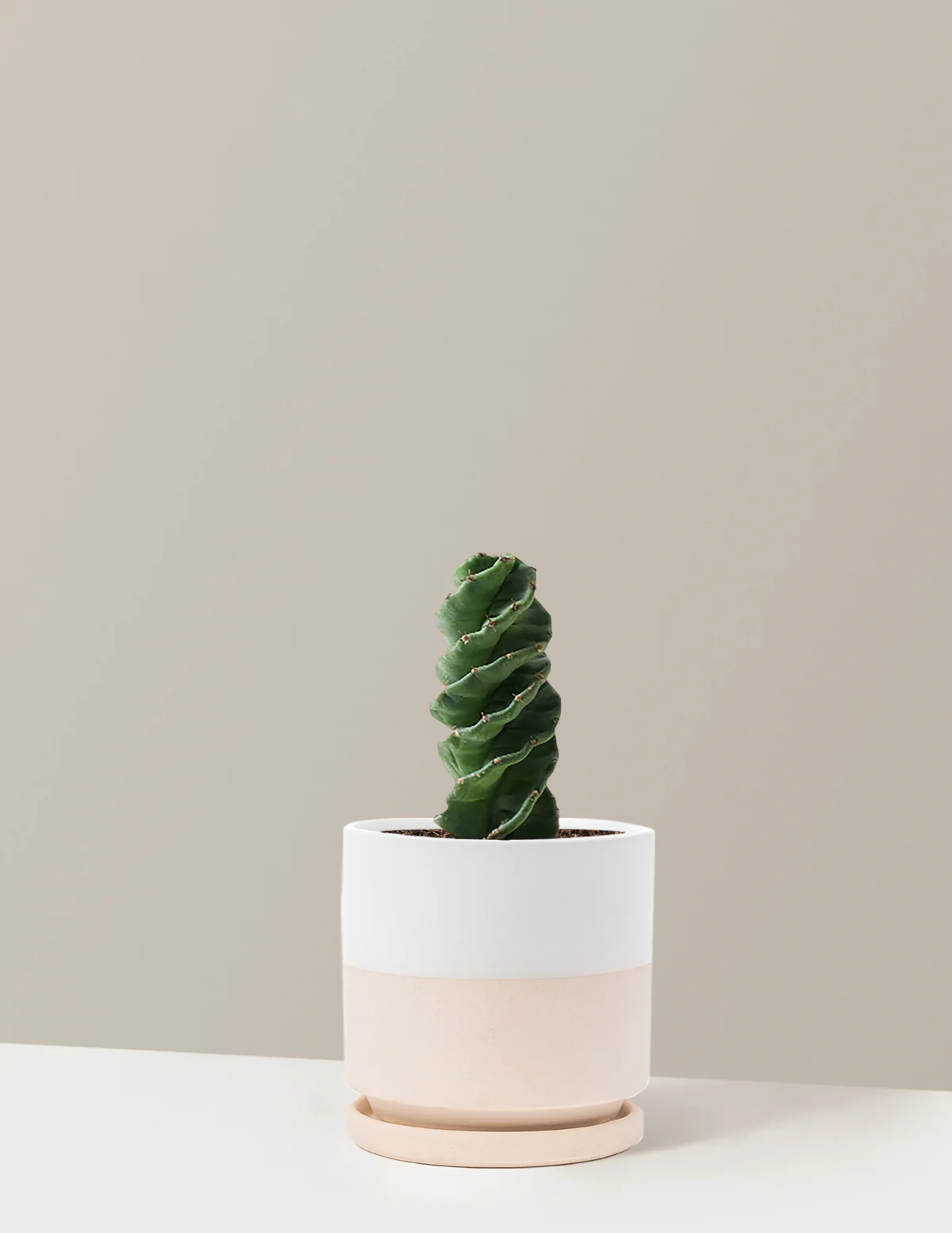 Spiral Cactus - Image 23