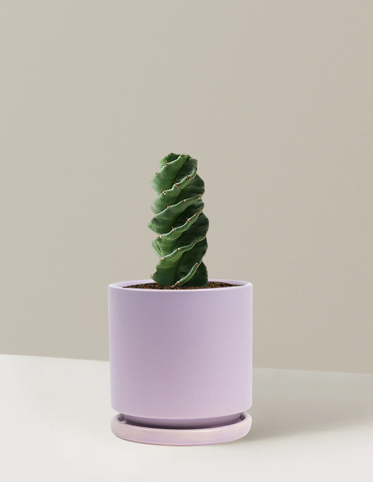 Spiral Cactus - Image 25