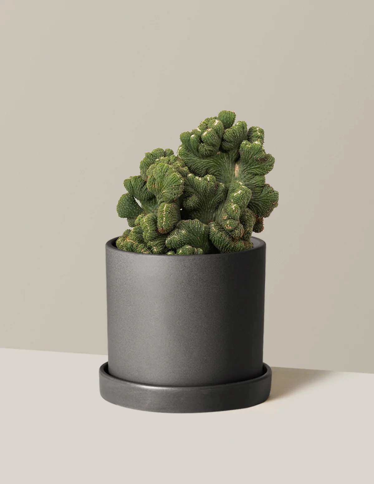 Cereus Green Coral Cactus - Image 11