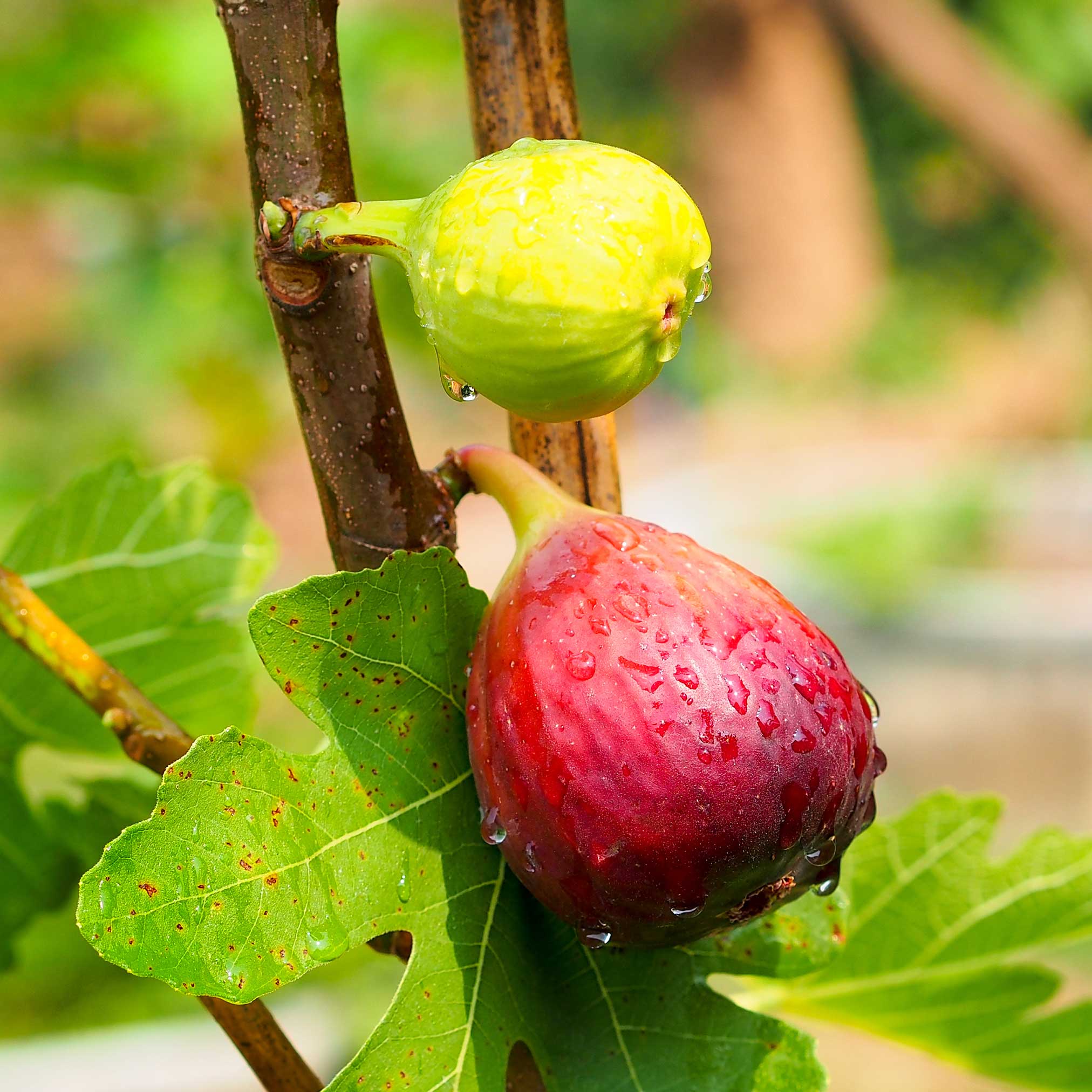Chicago Hardy Fig Tree - Image 2