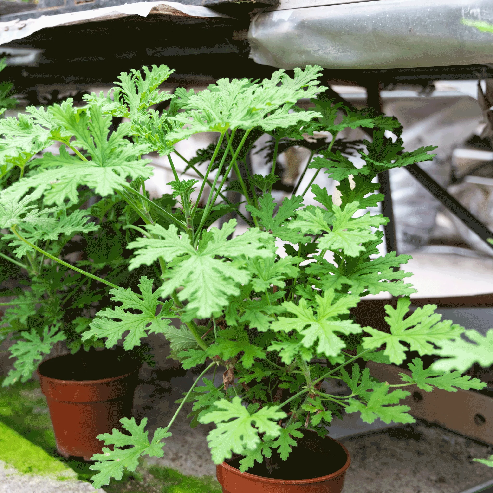 Citronella Bush - Image 3