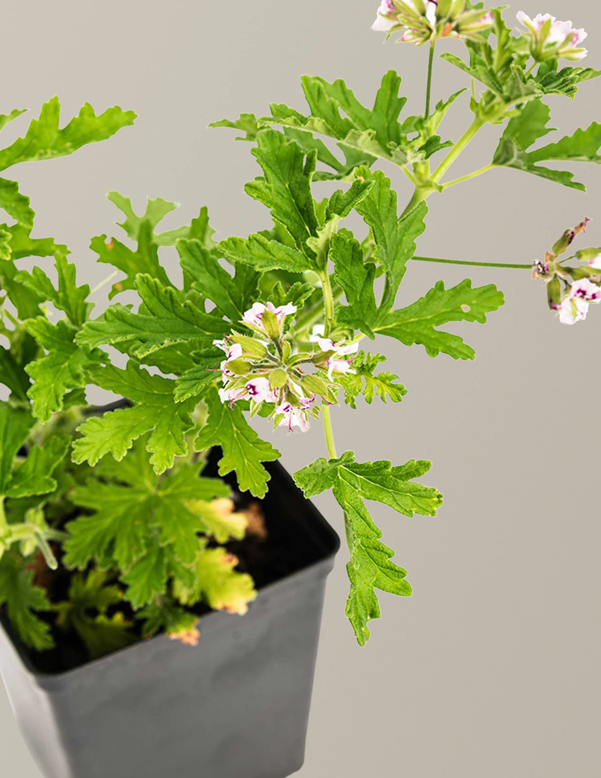 Citronella Bush - Image 4