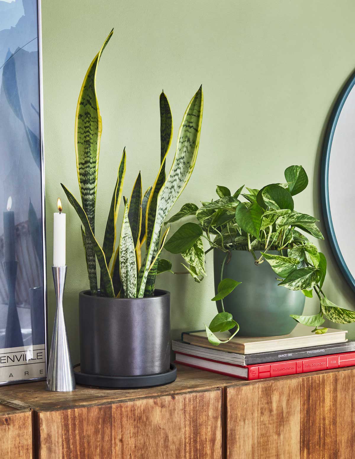 Pothos Marble Queen - Image 6