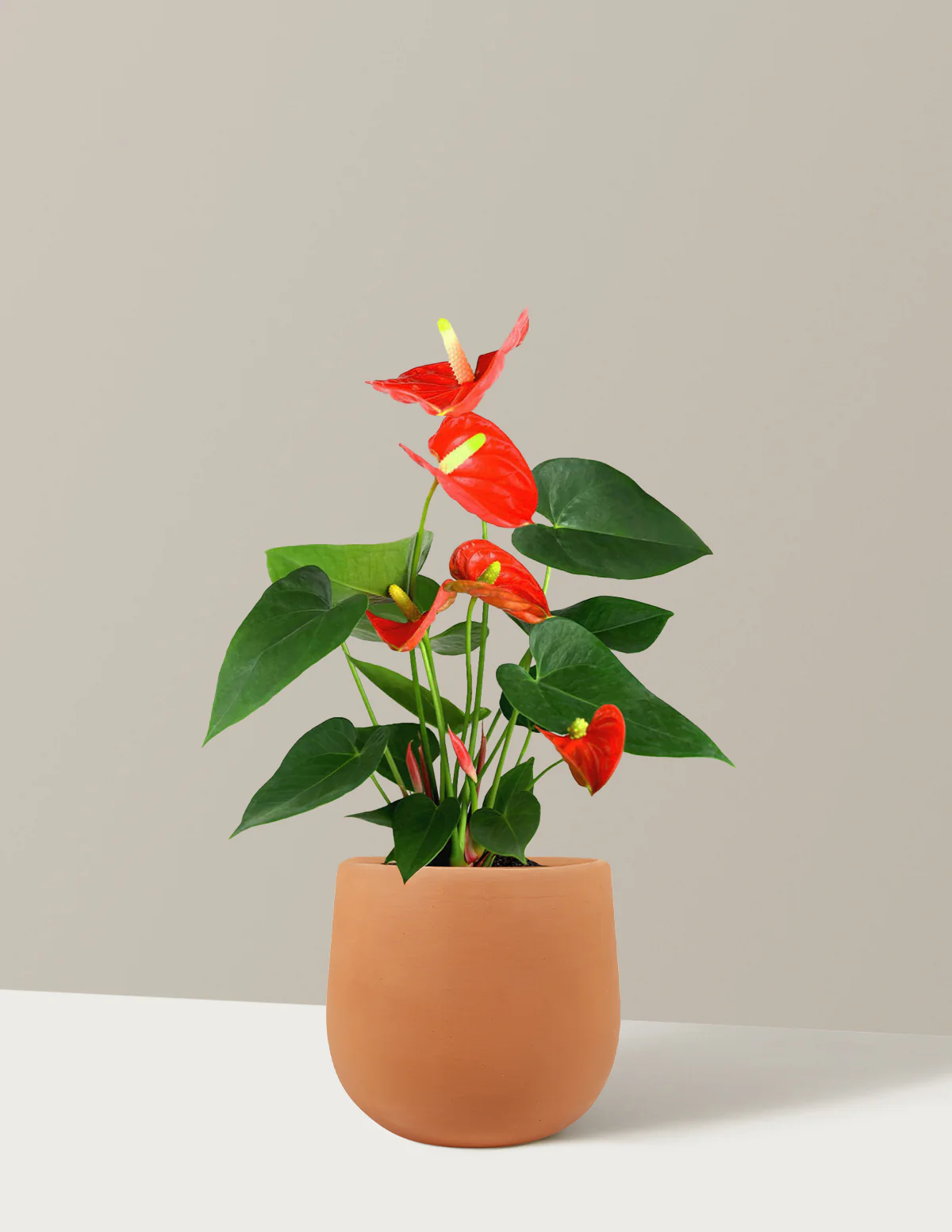 Coral Anthurium - Image 5