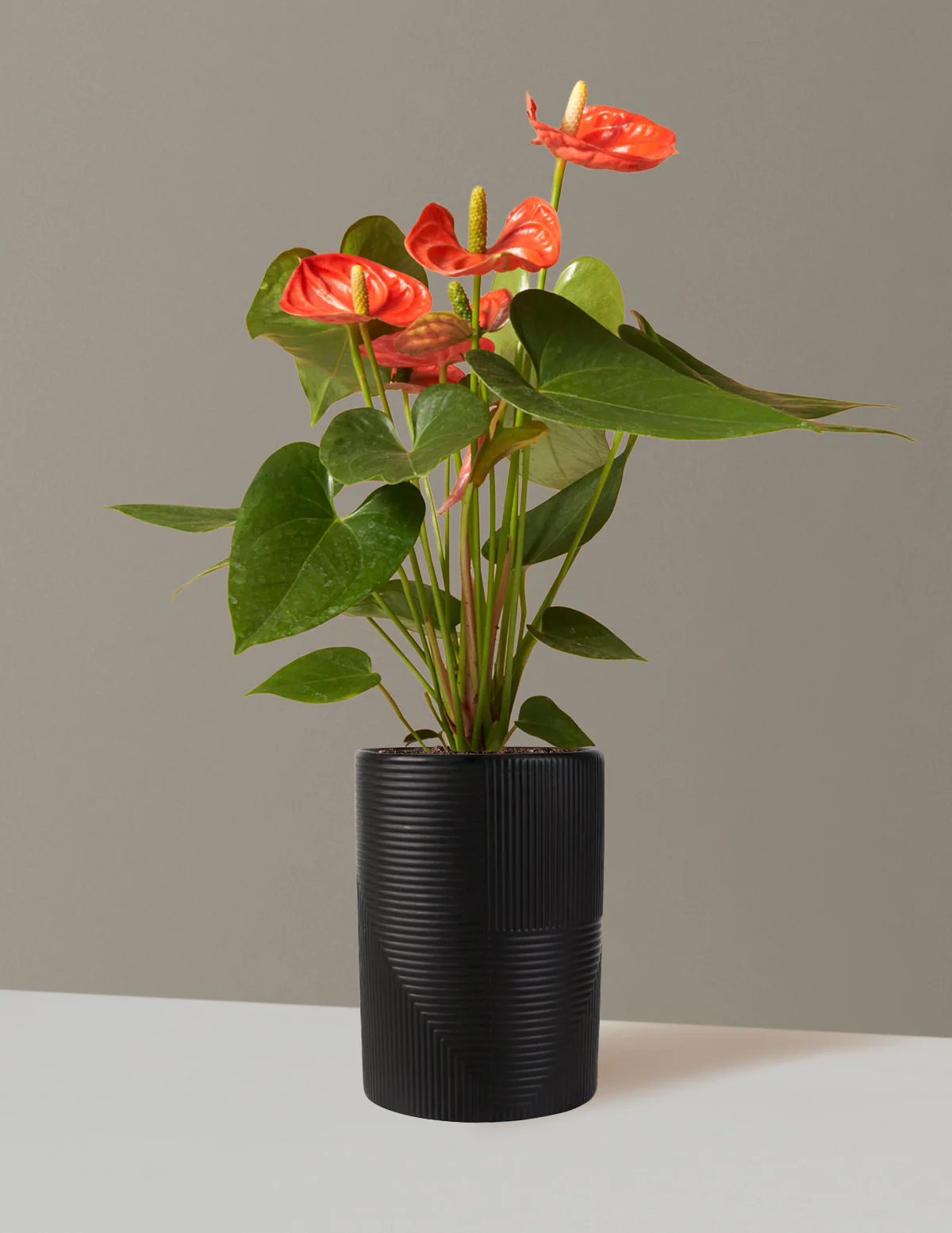 Coral Anthurium - Image 7
