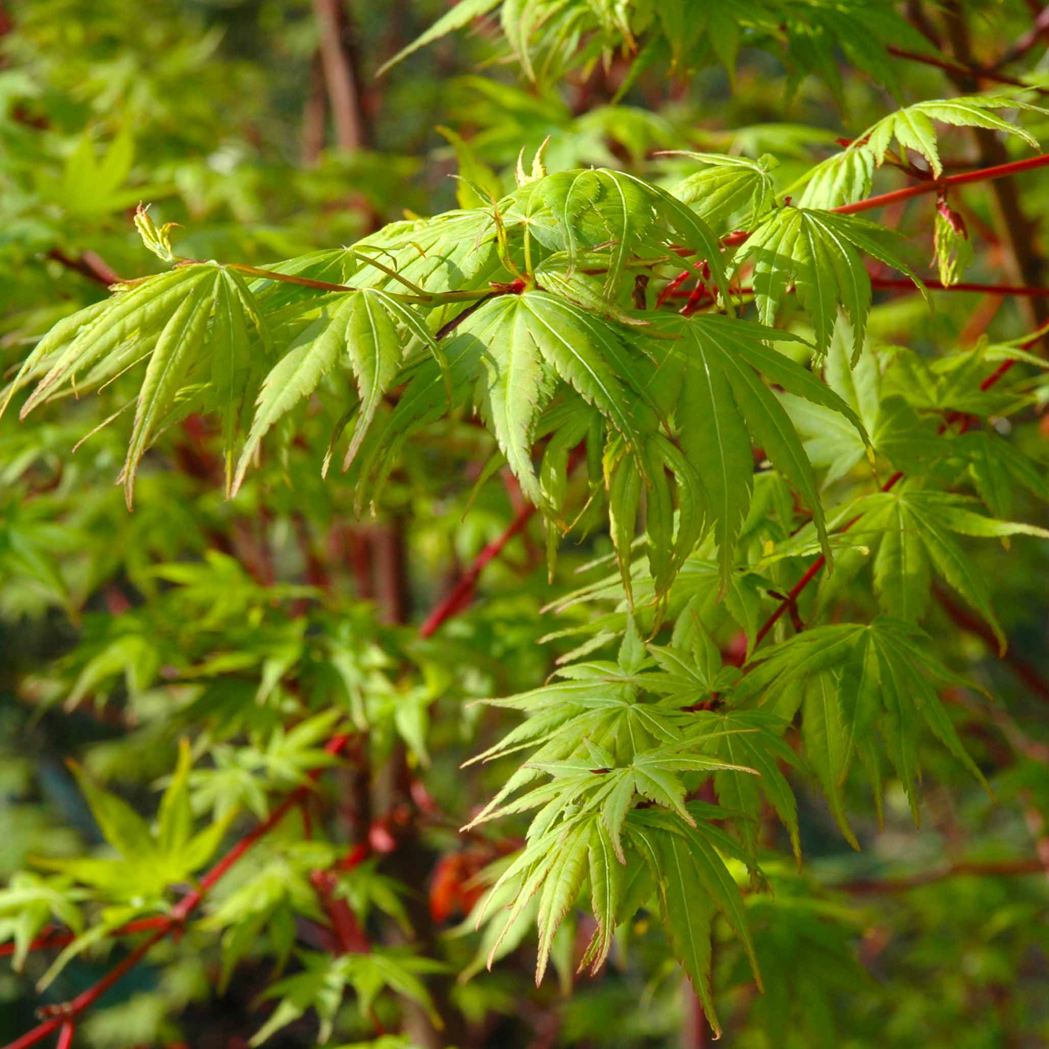 Coral Bark Japanese Maple Tree - Image 5