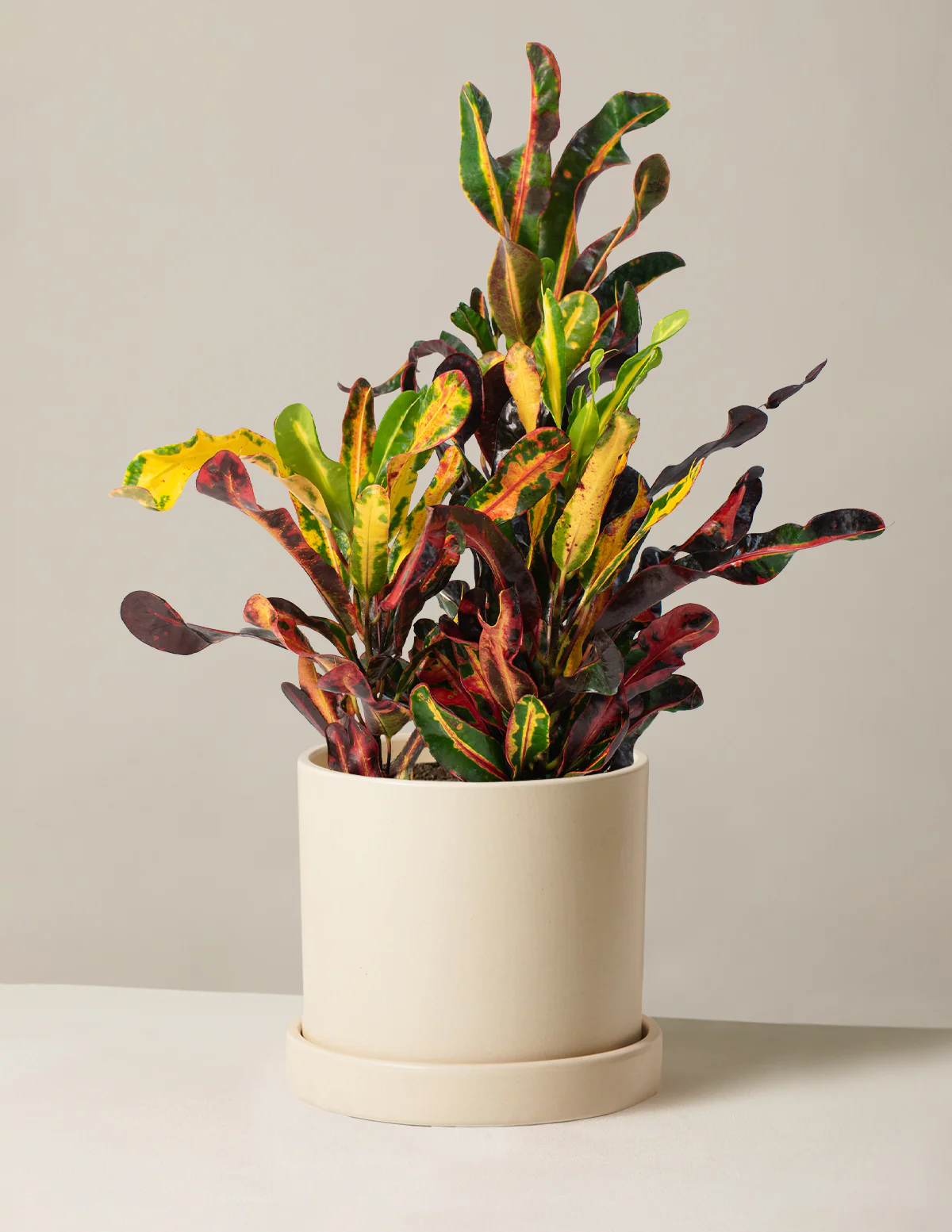 Corkscrew Croton