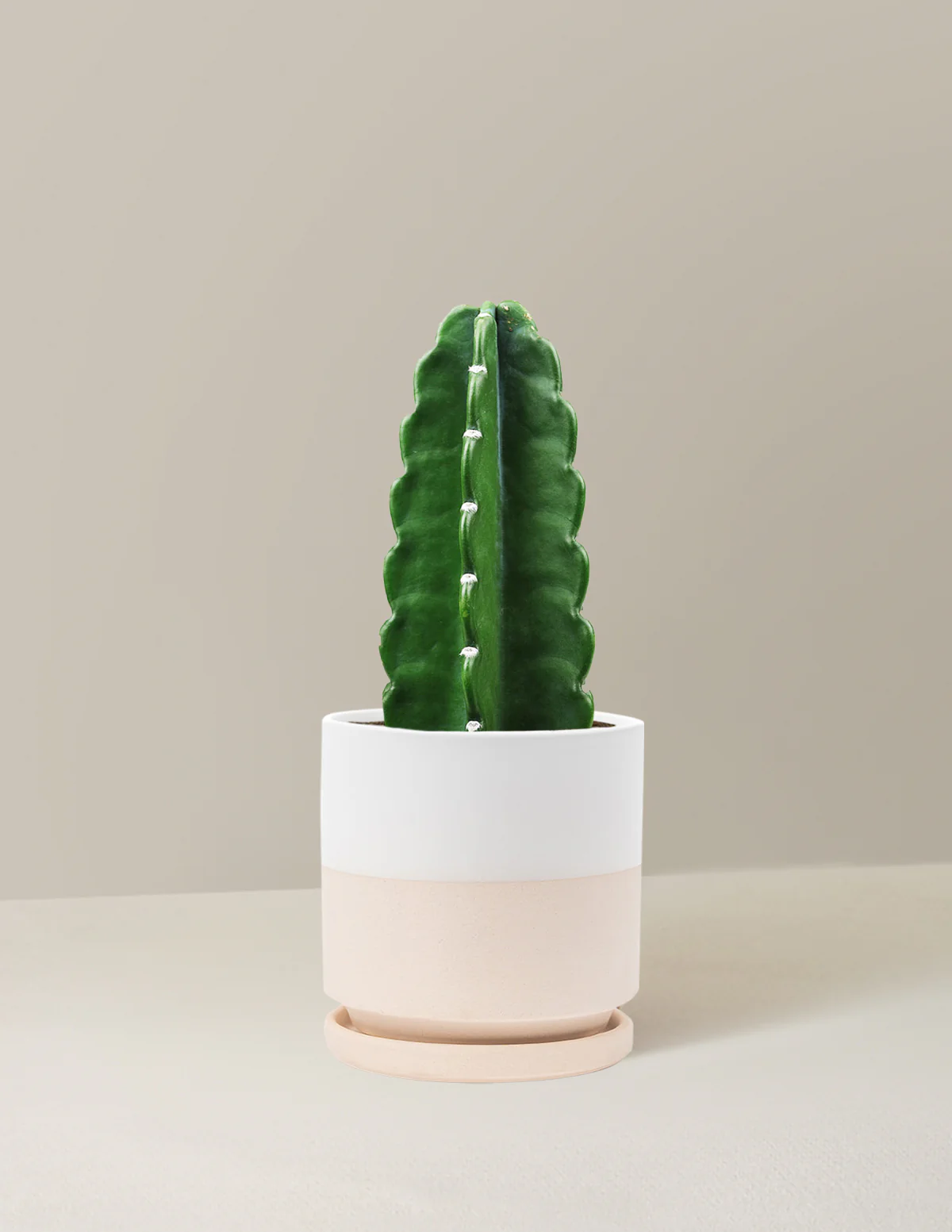 Cuddly Cactus - Image 11