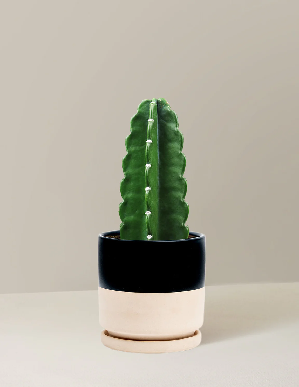 Cuddly Cactus - Image 22