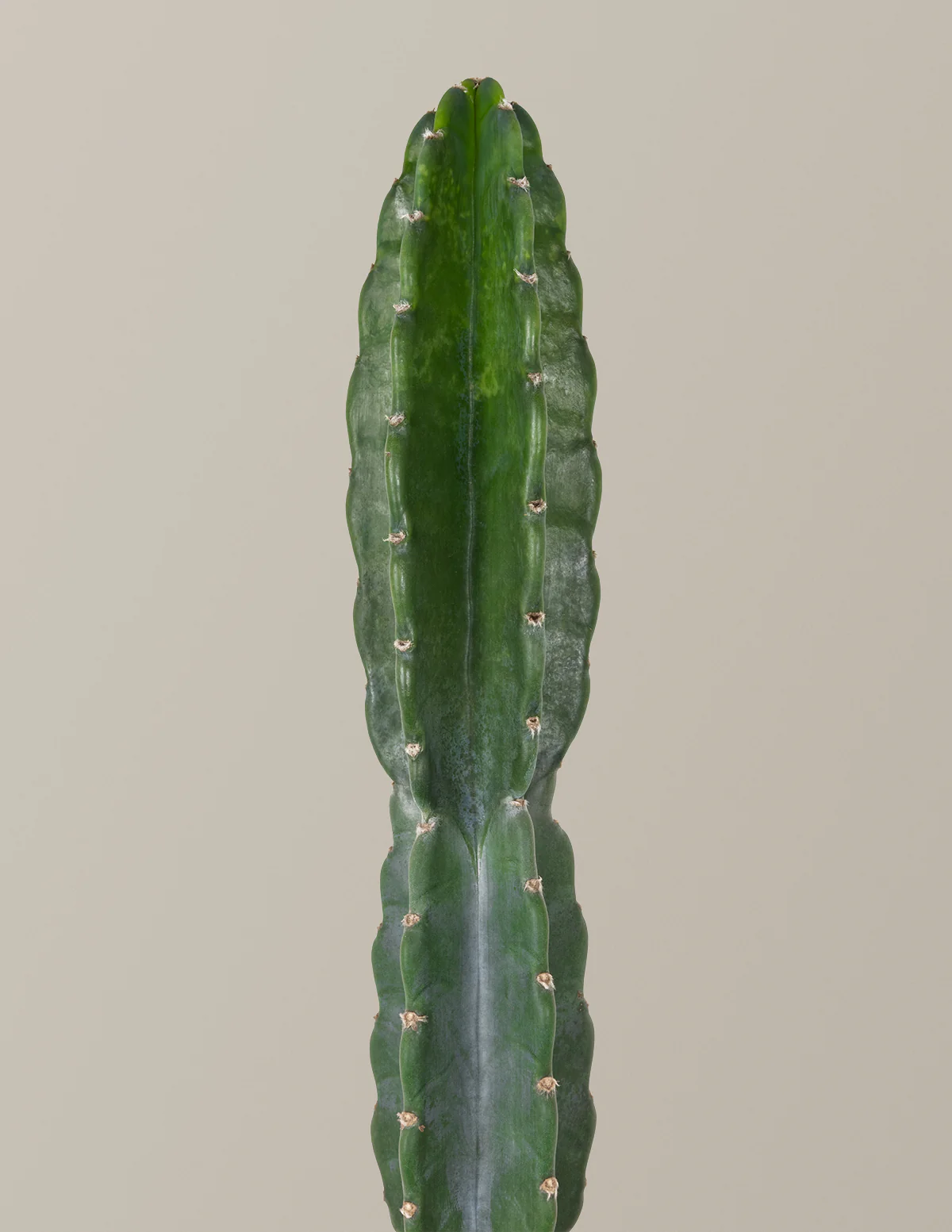Cuddly Cactus - Image 29